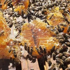 Baboon Sugar Beehives